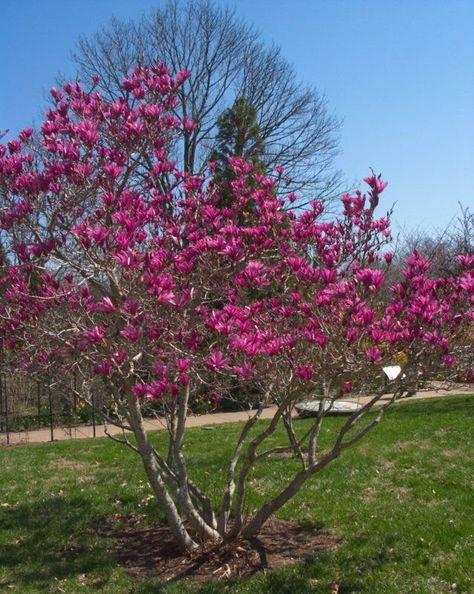Magnolia Liliflora Ann Multi Stem - View 14 from www redcrocus com
