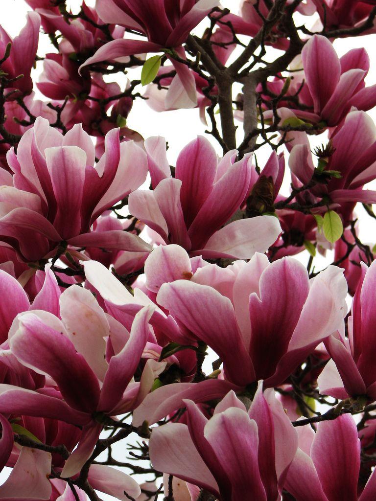 Magnolia Liliflora Ann Multi Stem - View 15 from www redcrocus com