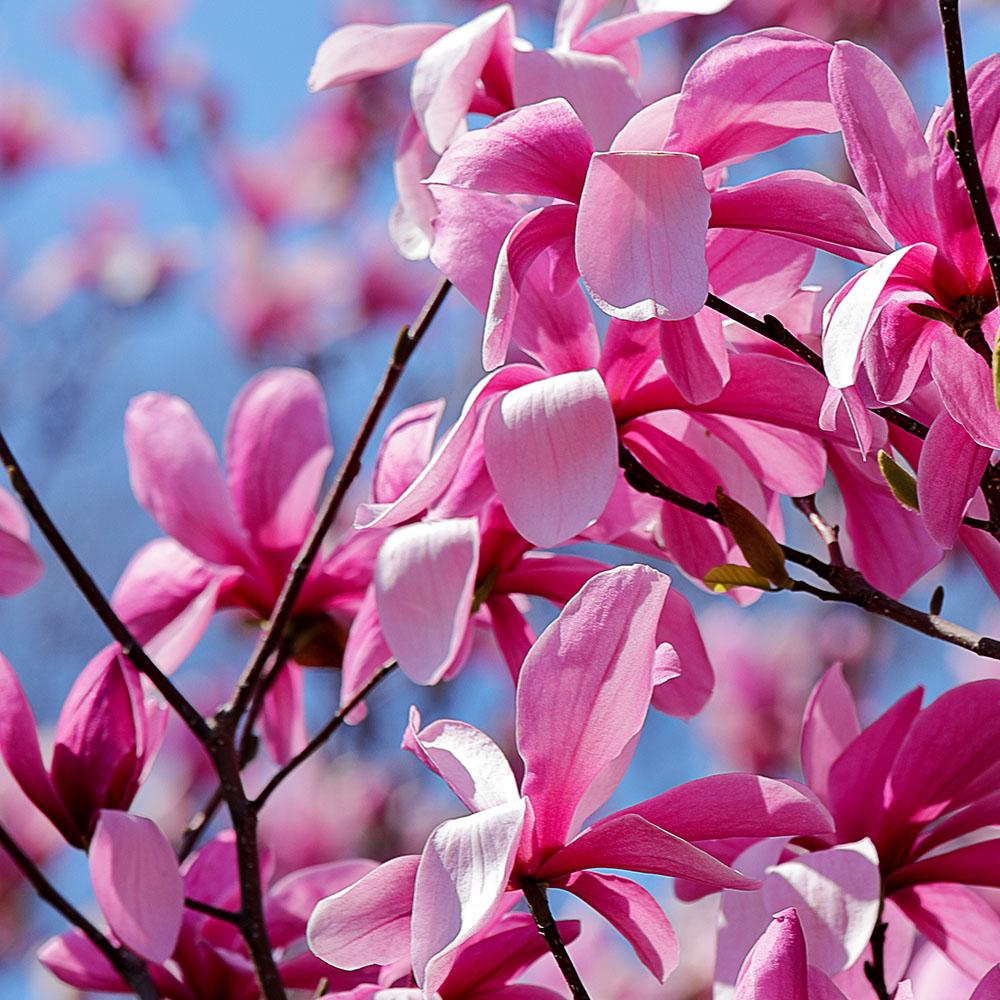 Magnolia Liliflora Ann Multi Stem - View 8 from www redcrocus com