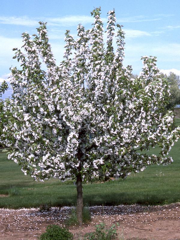 Malus 'donald Wyman' - View 10 from www redcrocus com