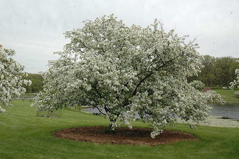 Malus 'donald Wyman' - View 11 from www redcrocus com