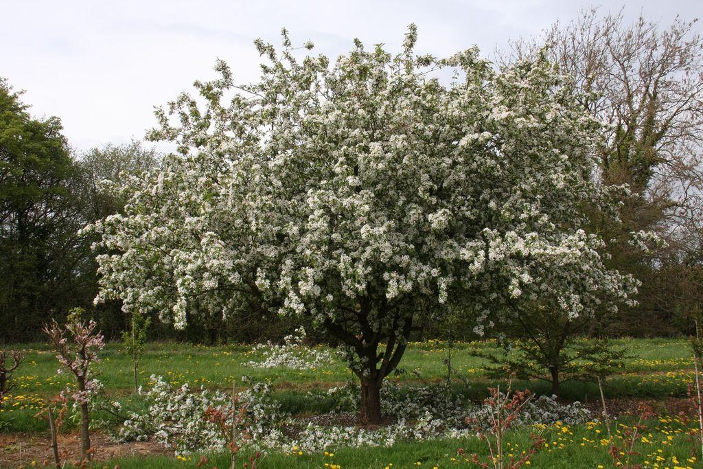 Malus 'donald Wyman' - View 13 from www redcrocus com