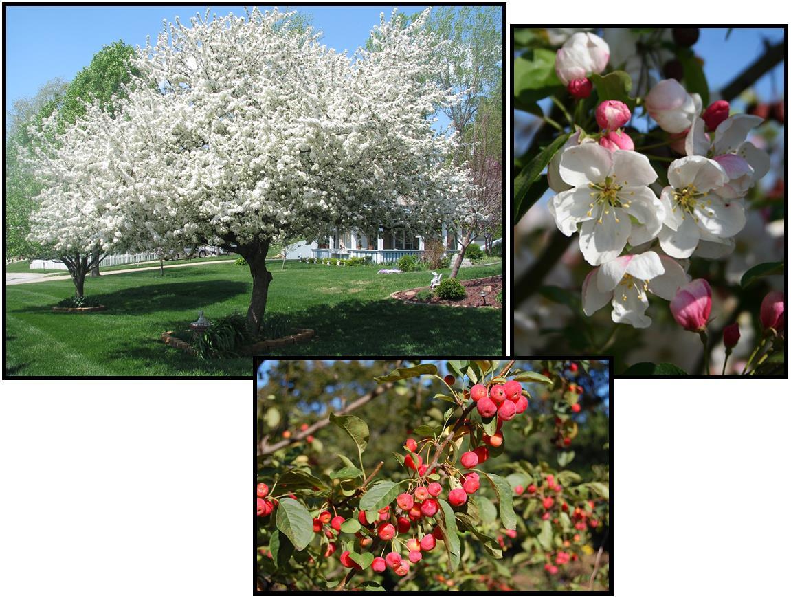 Malus 'donald Wyman' - View 18 from www redcrocus com