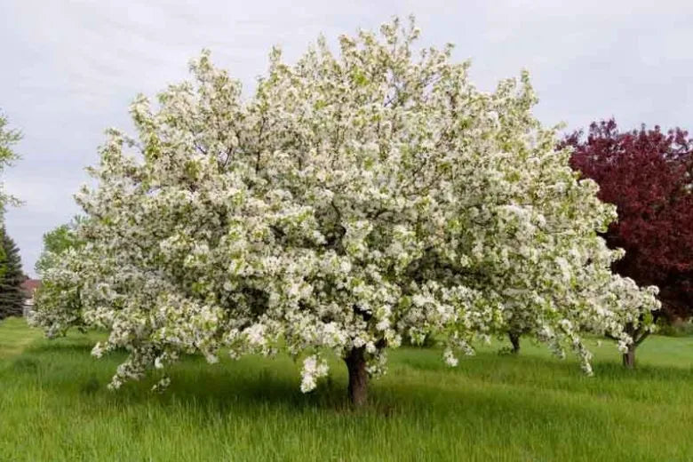 Malus 'donald Wyman' - View 1 from www redcrocus com