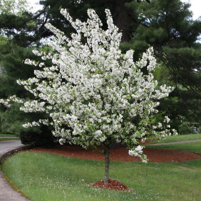 Malus 'donald Wyman' - View 22 from www redcrocus com