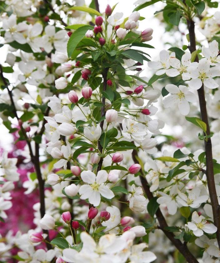 Malus 'donald Wyman' - View 25 from www redcrocus com
