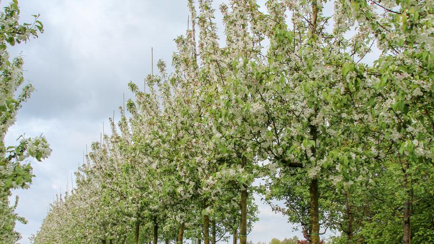 Malus 'donald Wyman' - View 26 from www redcrocus com