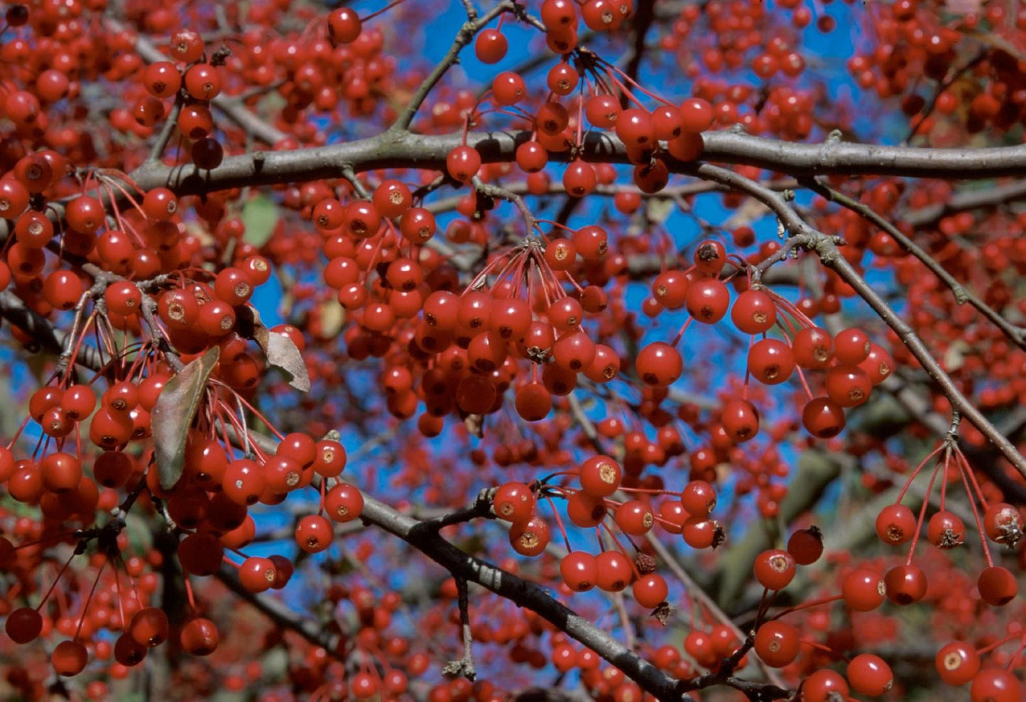 Malus 'donald Wyman' - View 2 from www redcrocus com