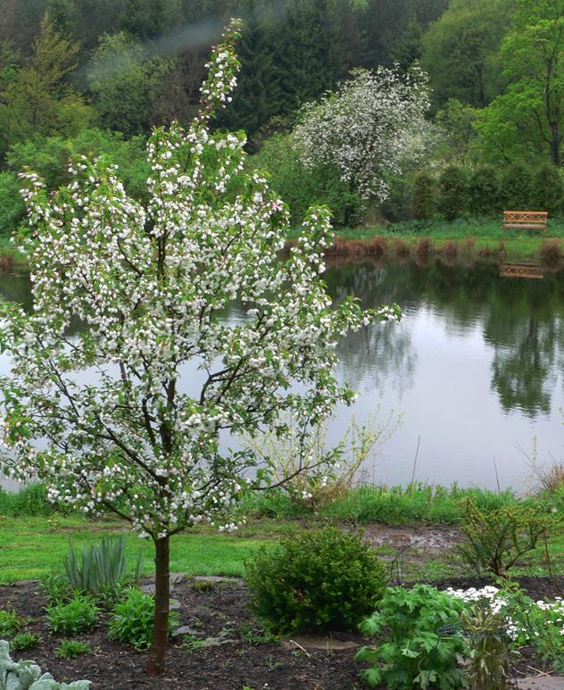 Malus 'donald Wyman' - View 31 from www redcrocus com