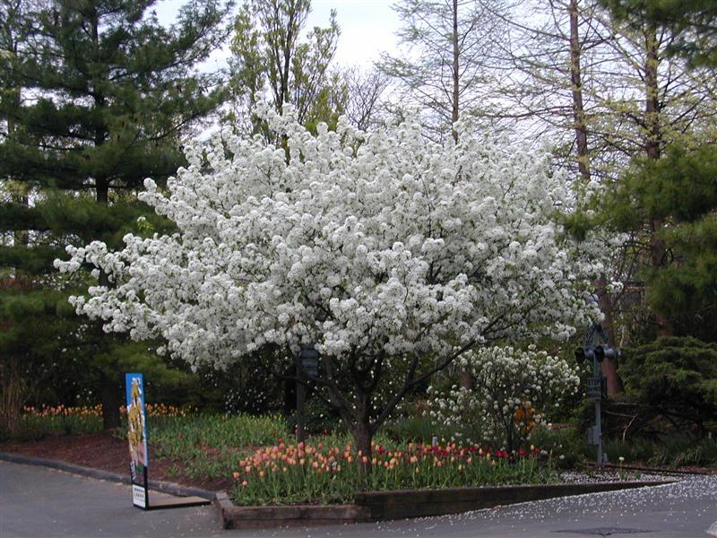 Malus 'donald Wyman' - View 32 from www redcrocus com