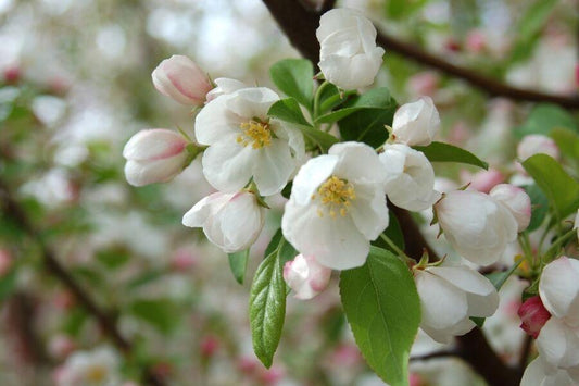 Malus 'donald Wyman' - View 33 from www redcrocus com