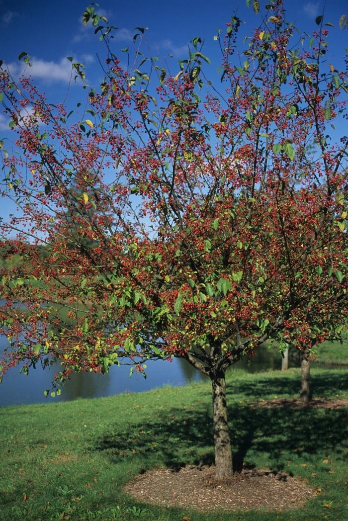Malus 'donald Wyman' - View 35 from www redcrocus com