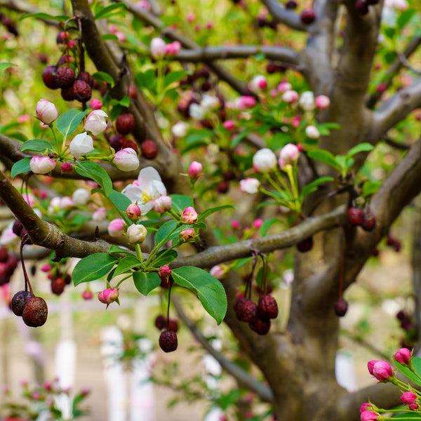 Malus 'donald Wyman' - View 36 from www redcrocus com