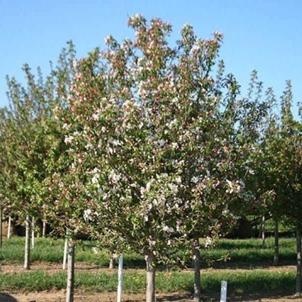 Malus 'donald Wyman' - View 38 from www redcrocus com