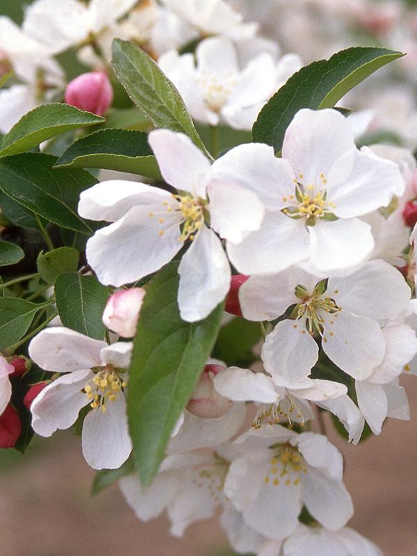 Malus 'donald Wyman' - View 5 from www redcrocus com