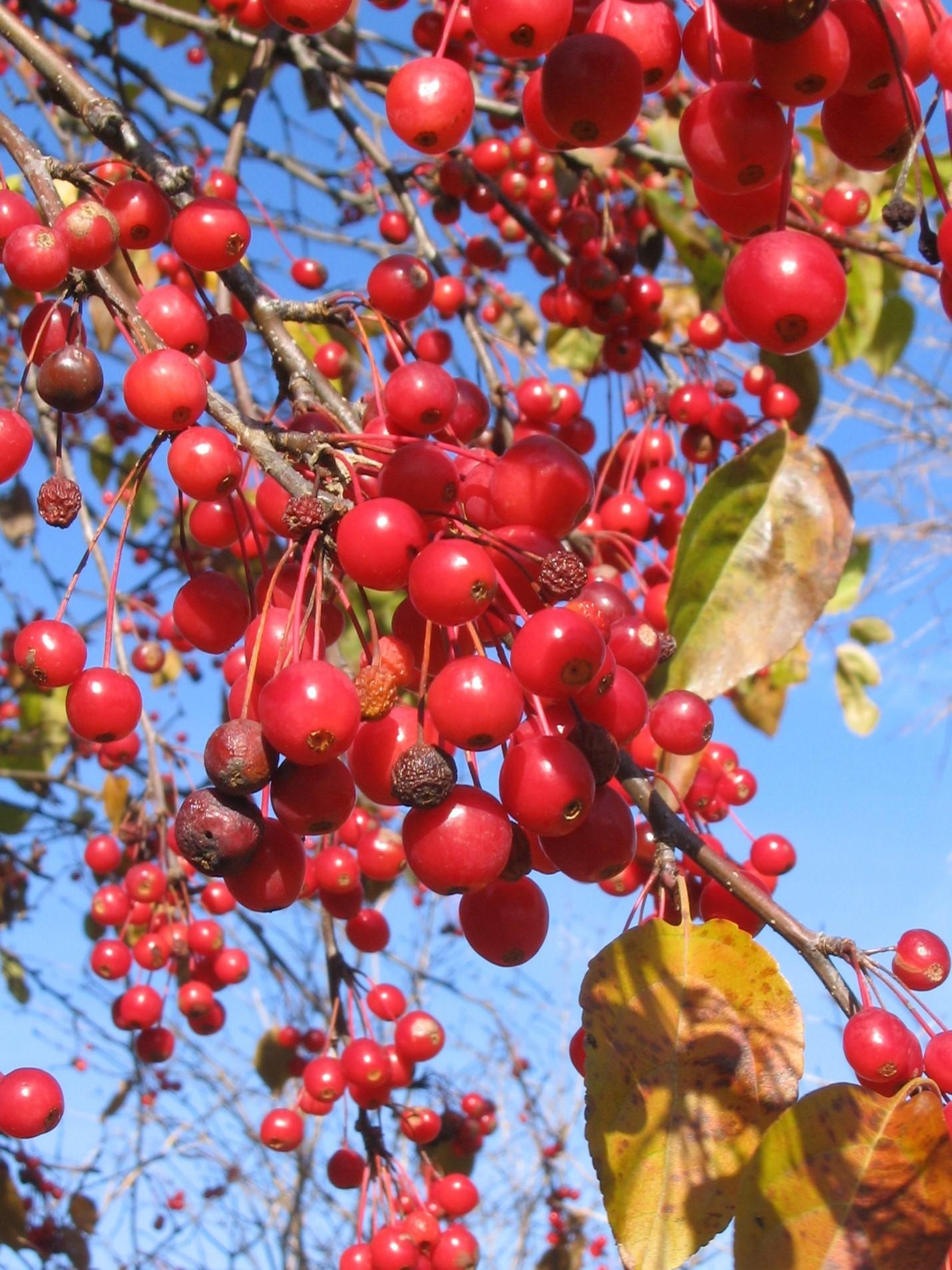 Malus 'donald Wyman' - View 9 from www redcrocus com