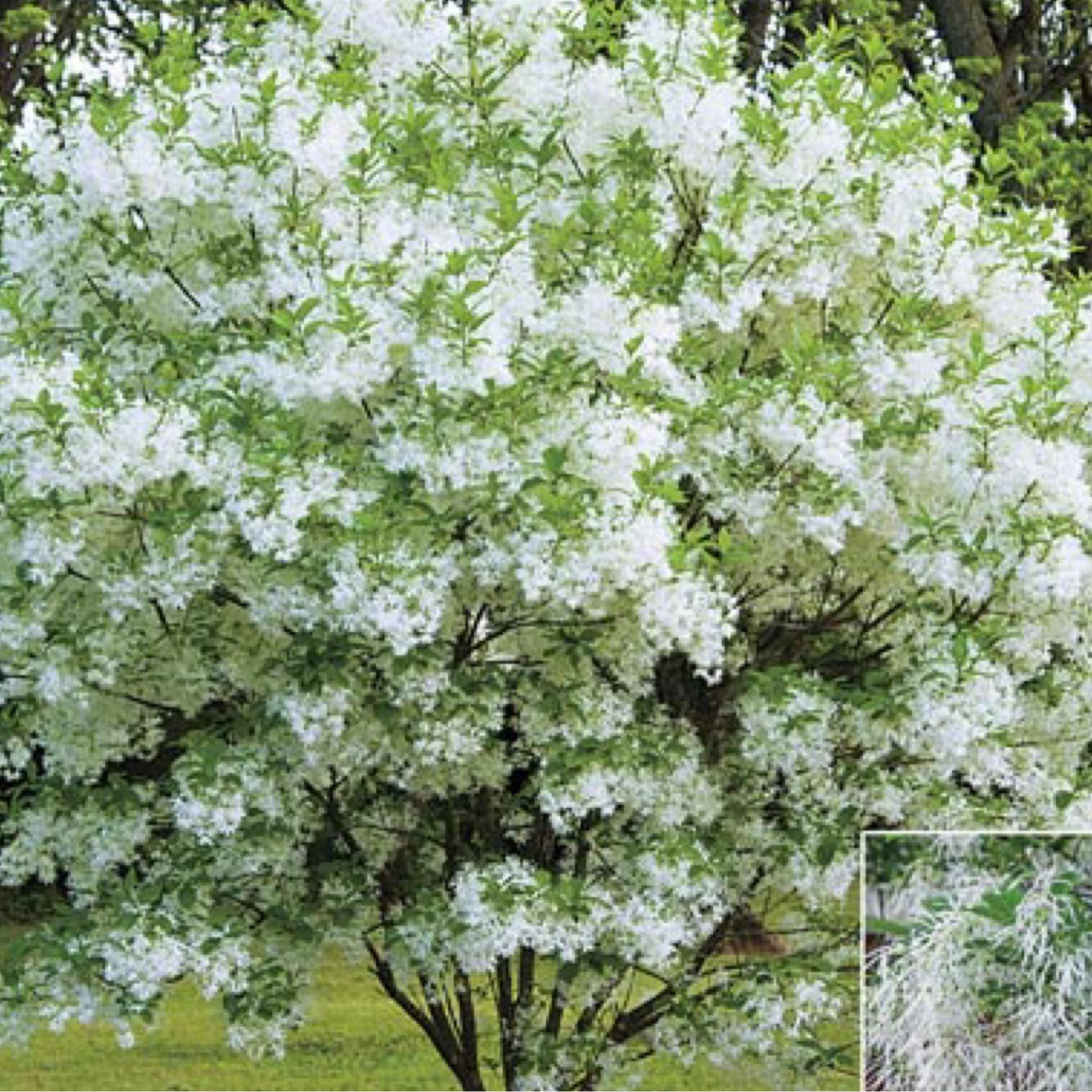 Chionanthus Virginicus Multi Stem - View 12 from www redcrocus com
