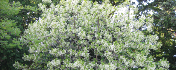 Chionanthus Virginicus Multi Stem - View 13 from www redcrocus com