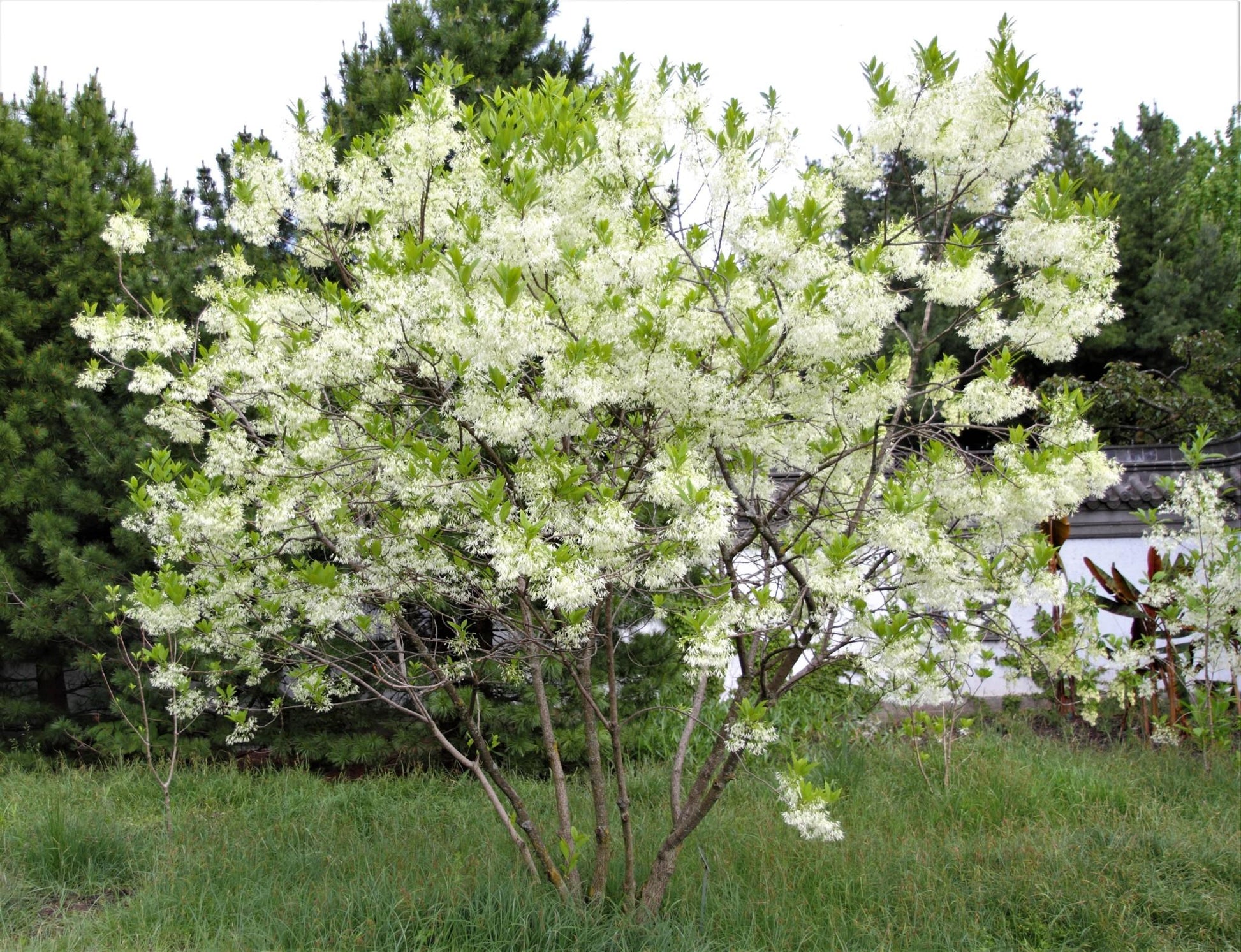 Chionanthus Virginicus Multi Stem - View 9 from www redcrocus com