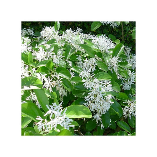 Chionanthus Retusus Single Stem - View 10 from www redcrocus com