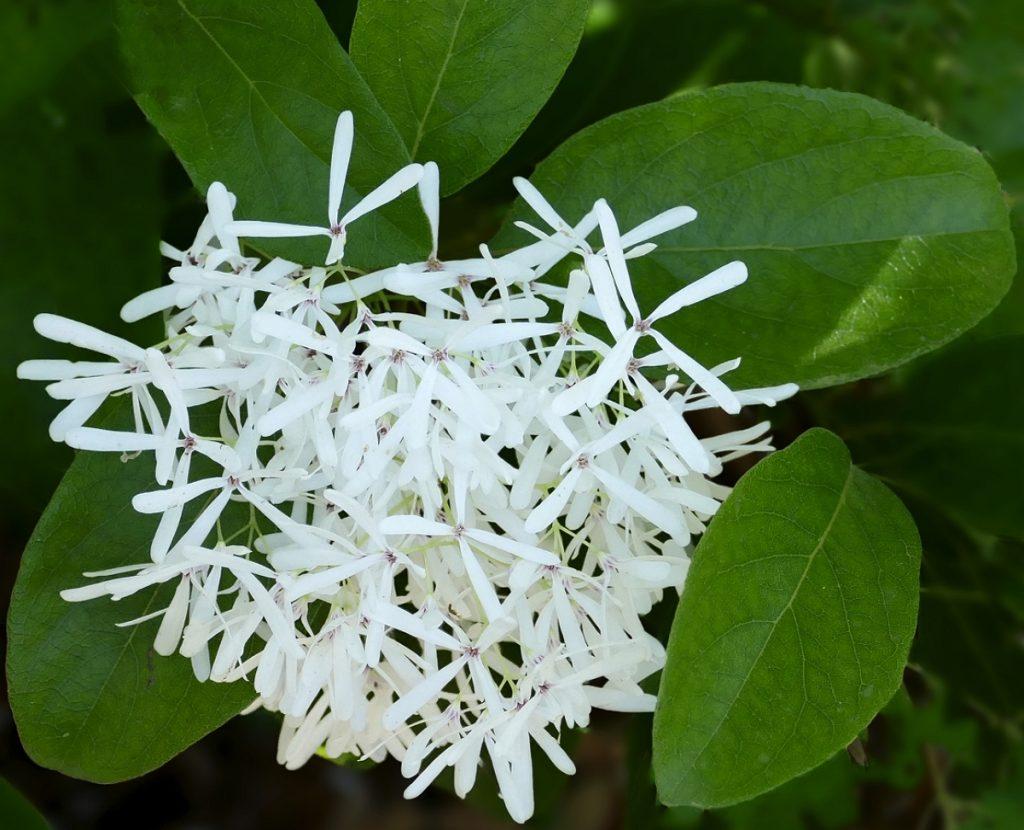 Chionanthus Retusus Single Stem - View 15 from www redcrocus com
