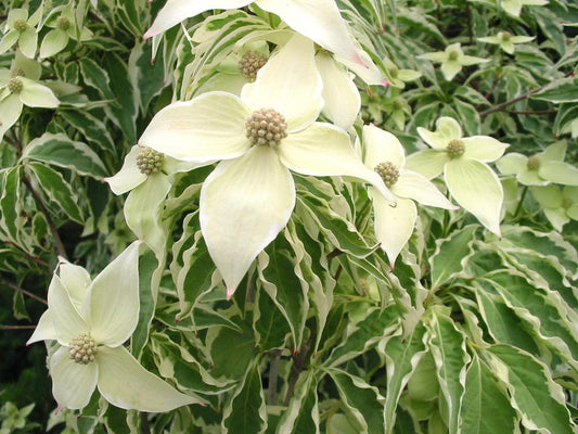 Cornus Kousa Wolf Eyes Single Stem - View 1 from www redcrocus com