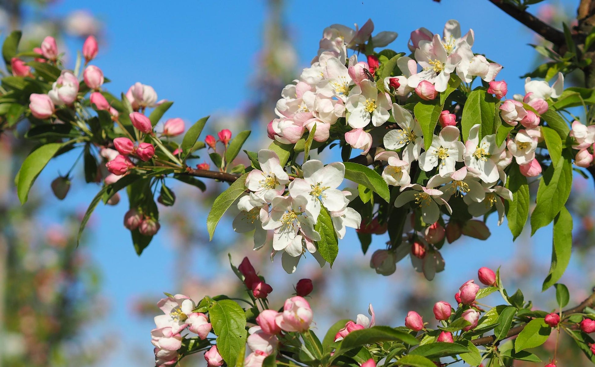 Malus Sugar Tyme - View 5 from www redcrocus com