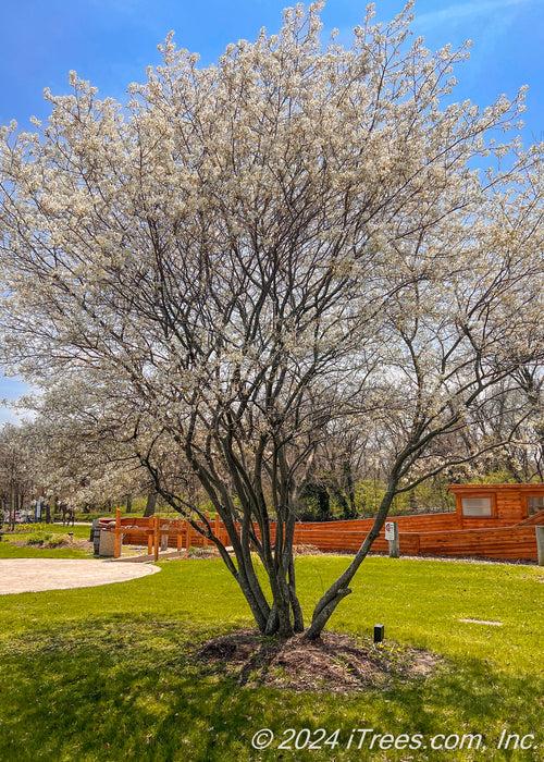 Amelanchier Grandiflora 'autumn Brilliance' Multi Stem - View 11 from www redcrocus com