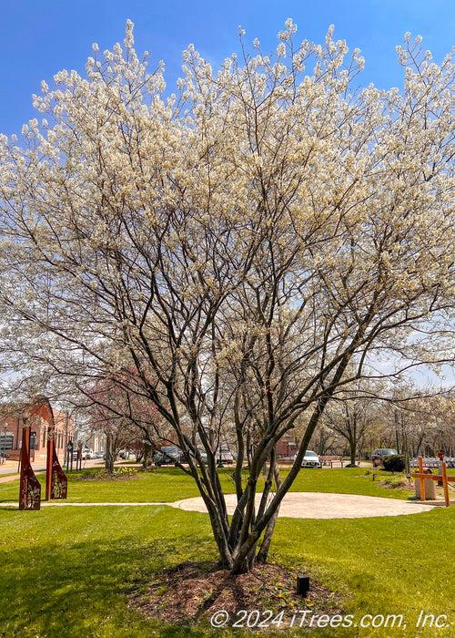 Amelanchier Grandiflora 'autumn Brilliance' Multi Stem - View 1 from www redcrocus com