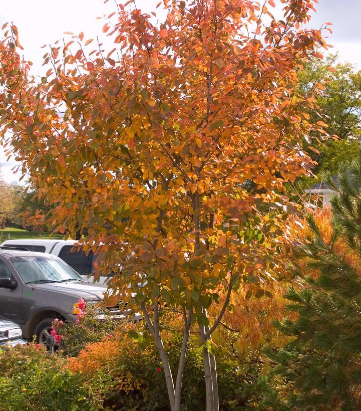 Amelanchier Grandiflora 'autumn Brilliance' Multi Stem - View 24 from www redcrocus com