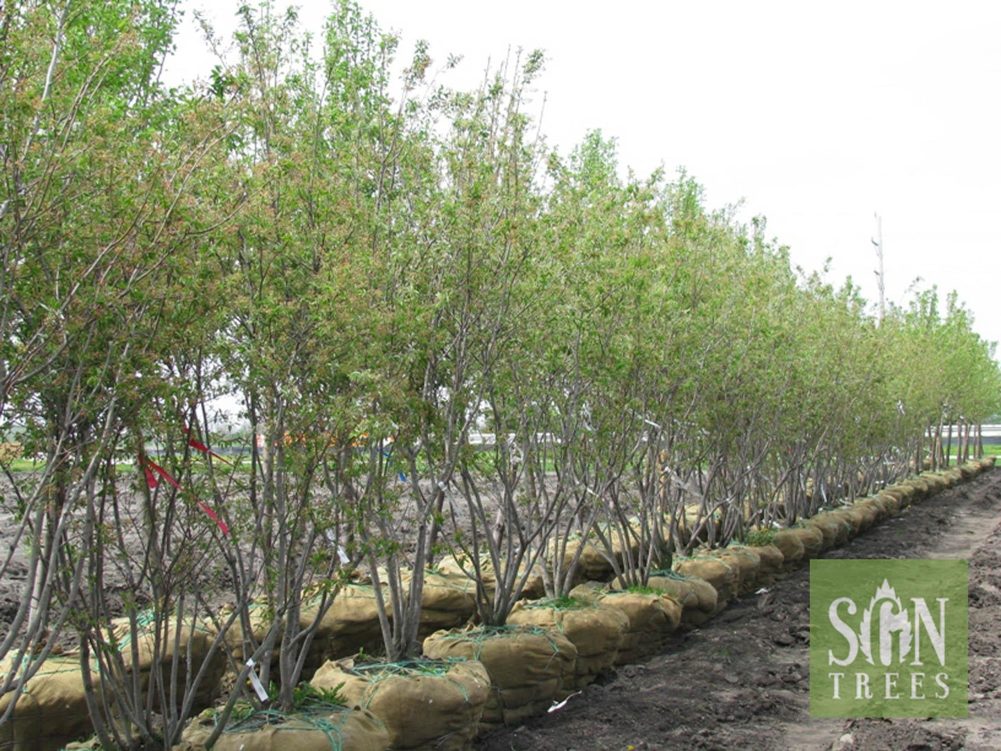Amelanchier Grandiflora 'autumn Brilliance' Multi Stem - View 33 from www redcrocus com