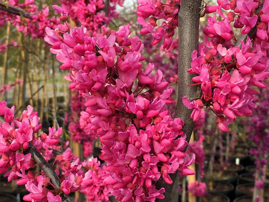 Cercis Canadensis Appalachian Red Single Stem - View 10 from www redcrocus com