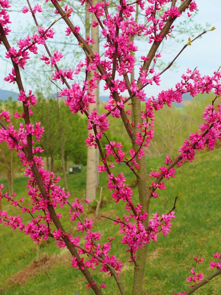 Cercis Canadensis Appalachian Red Single Stem - View 15 from www redcrocus com
