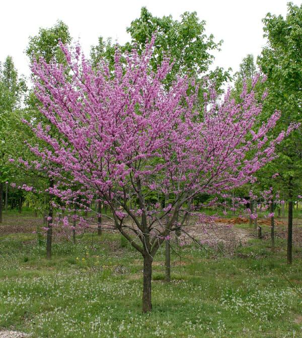Cercis Canadensis Appalachian Red Single Stem - View 2 from www redcrocus com