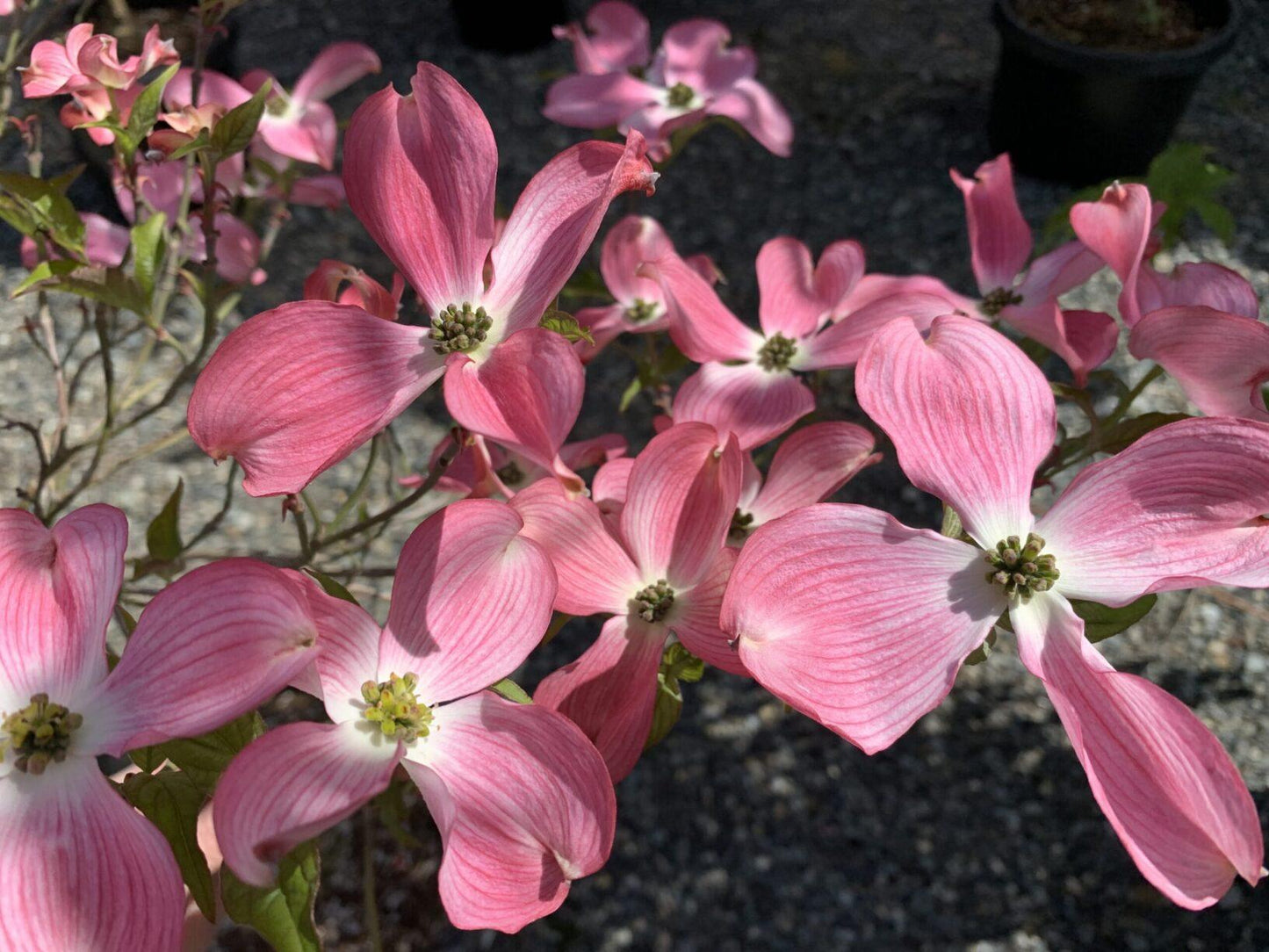 Cornus Florida Cherokee Brave Single Stem - View 11 from www redcrocus com