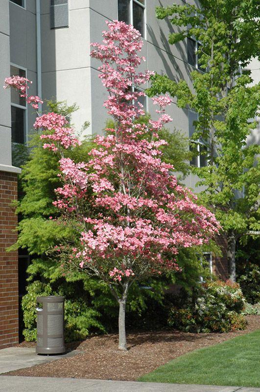 Cornus Florida Cherokee Brave Single Stem - View 13 from www redcrocus com