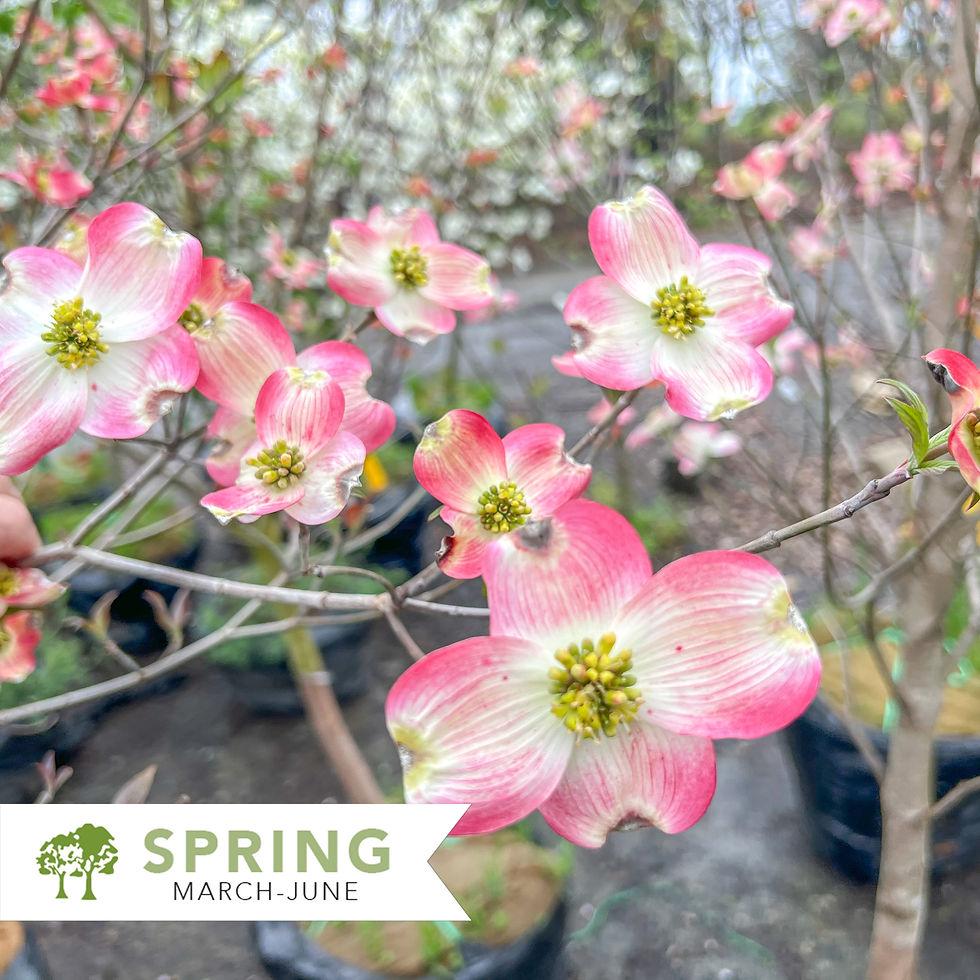Cornus Florida Cherokee Brave Single Stem - View 16 from www redcrocus com