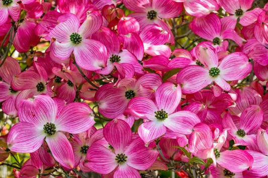 Cornus Florida Cherokee Brave Single Stem - View 1 from www redcrocus com