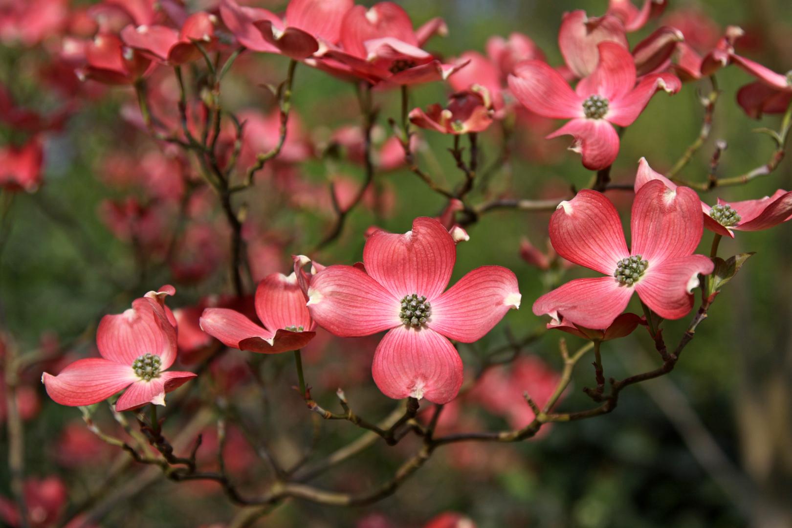 Cornus Florida Cherokee Brave Single Stem - View 20 from www redcrocus com
