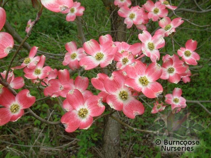 Cornus Florida Cherokee Brave Single Stem - View 4 from www redcrocus com