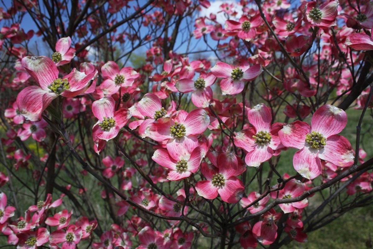 Cornus Florida Cherokee Brave Single Stem - View 8 from www redcrocus com