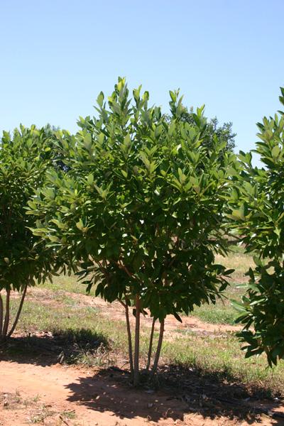 Magnolia Virginiana Moonglow Multi Stem - View 1 from www redcrocus com