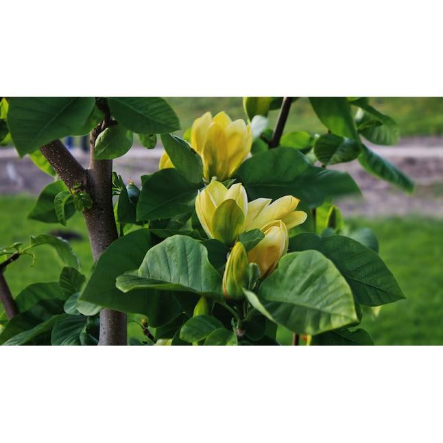 Magnolia Acuminata 'yellow Bird' Single Stem - View 11 from www redcrocus com