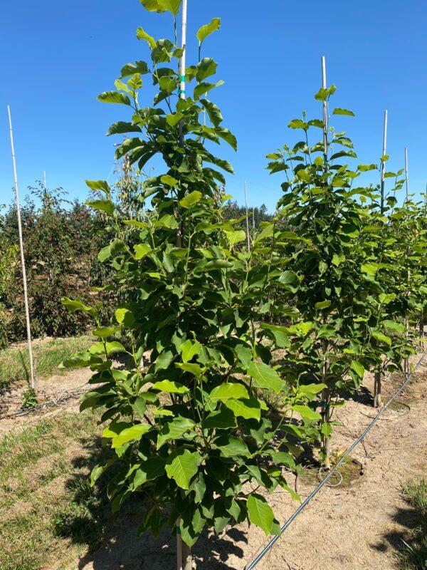 Magnolia Acuminata 'yellow Bird' Single Stem - View 13 from www redcrocus com