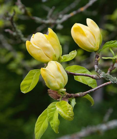 Magnolia Acuminata 'yellow Bird' Single Stem - View 15 from www redcrocus com