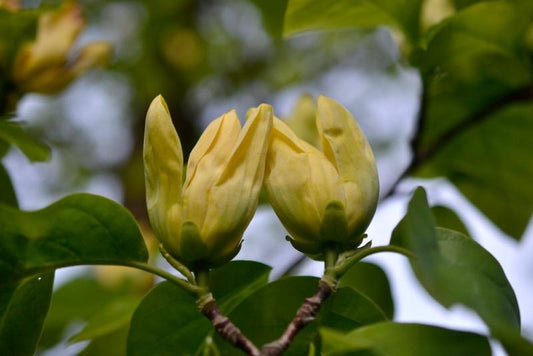 Magnolia Acuminata 'yellow Bird' Single Stem - View 16 from www redcrocus com