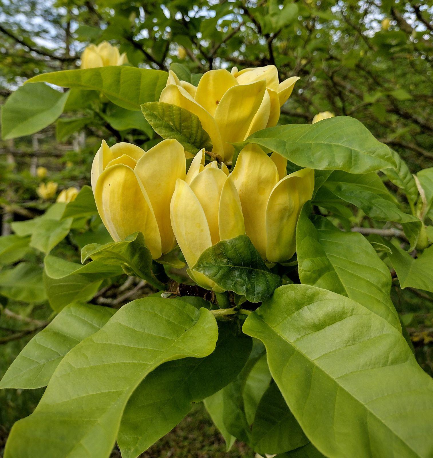 Magnolia Acuminata 'yellow Bird' Single Stem - View 18 from www redcrocus com