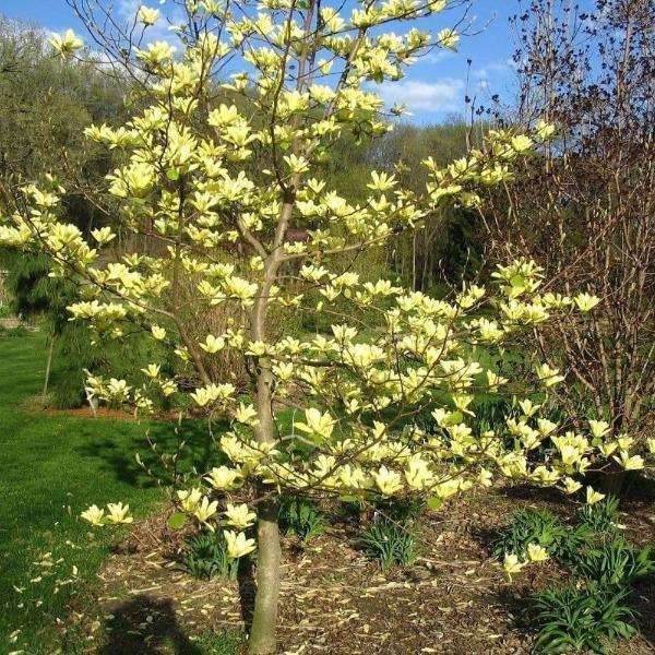 Magnolia Acuminata 'yellow Bird' Single Stem - View 19 from www redcrocus com