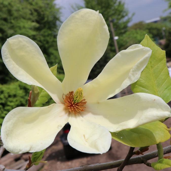 Magnolia Acuminata 'yellow Bird' Single Stem - View 20 from www redcrocus com