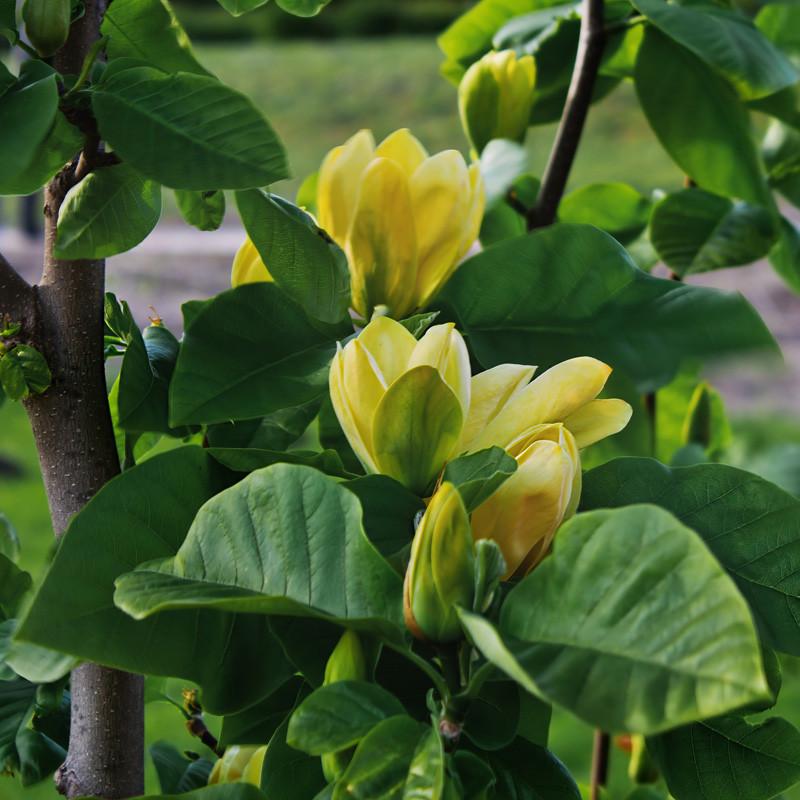 Magnolia Acuminata 'yellow Bird' Single Stem - View 21 from www redcrocus com